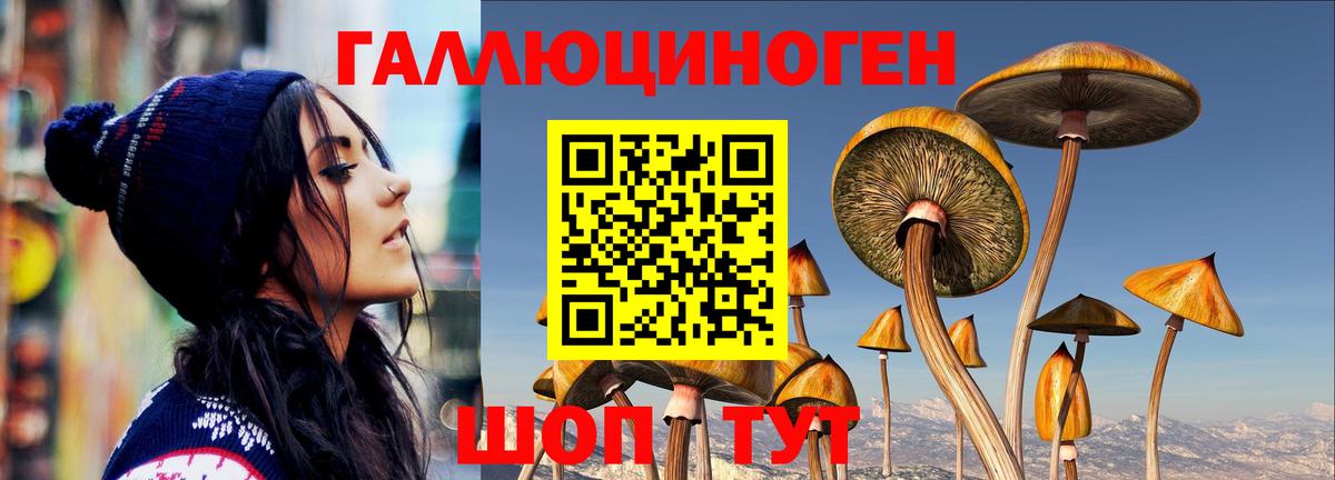 Галлюциногенные грибы Psilocybe Среднеуральск